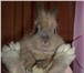 Foto в Домашние животные Грызуны продам Кролика-Белку,  мальчик 4.5 месяца, в Иваново 1 500