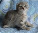 Продается чистопородный котик от заводчика возраст 1 5 месяца, окрас голубой мрамор, Котик ласк 69739  фото в Челябинске