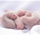 Малыши рождены 25 февраля от здоровых кр