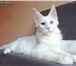 Продам котят породы Мейн-кун 1410947 Мейн-кун фото в Саранске