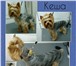 Фотография в Домашние животные Услуги для животных Стрижка собак и кошек в Тюмени без применения в Москве 600
