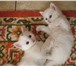 Фотография в Домашние животные Вязка Очень крупный пушистый ангорский кот приглашает в Таганроге 0
