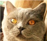 Foto в Домашние животные Вязка Предлагаю вязку с красивым британским котом.Котику в Москве 2 000