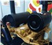 Foto в Авторынок Автозапчасти Продам двигатель YC6B125-T21 на фронтальный в Екатеринбурге 360 000