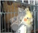 Foto в Домашние животные Птички Продам попугайчика, самца Кореллы, 8мес в в Ярославле 2 500