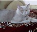 Изображение в Домашние животные Вязка Лиловый прямоухий кот скоттиш - страйт ждёт в Белгороде 1 000