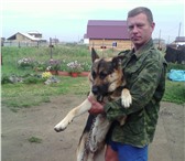 Фото в Домашние животные Вязка собак Ищем для умного , красивого мальчика порода в Красноярске 5