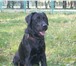 Изображение в Домашние животные Вязка собак Черный мальчик - лабрадор ищет девочку для в Омске 0