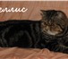 Изображение в Домашние животные Вязка Экзотический короткошерстный кот приглашает в Москве 3 000
