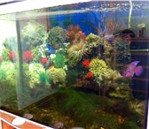 Foto в Домашние животные Рыбки Продам аквариум объемом 105 литров (длина в Нижнекамске 2 000