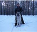 Фото в Домашние животные Вязка собак кобель алабая 2 года ищет подругу для вязки в Кургане 0