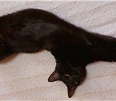 Foto в Домашние животные Услуги для животных Молодой красивый черный кот Макс приглашает в Алушта 0