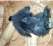 Изображение в Домашние животные Другие животные Декоративный карликовый кролик,порода вислоухий в Москве 850