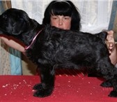Великолепный охранник и собака компаньон Гиг антскийшнауцер — самая крупная порода собак из группы 67437  фото в Воронеже