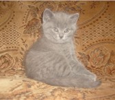 Продаются шотландские котята от титулованных родителей малыши голубого и лилового окраса, с толсты 69025  фото в Пушкино