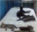 Фото в Домашние животные Корм для животных Семейство кошачьих - это удивительный вид в Ейск 1