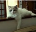 Котик породы Ragdoll - тряпичная кукла 2081925 Рэгдолл фото в Екатеринбурге