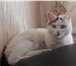 Фотография в Домашние животные Отдам даром Ищу для кошечки (возраст 1год) спокойную, в Улан-Удэ 0