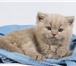 Лиловые британские котята из ILIOS CATS 2226062 Британская короткошерстная фото в Москве