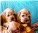 Продается щенок американского кокер спаниеля, мальчику 2 месяца, окрас палевый, мальчик выставочный, 66129  фото в Самаре