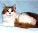 В дар - уютный котик-подросток Митенька,  В своей мягкой шубке бело-рыжего окраса он похож на солныш 69478  фото в Москве