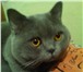 Фото в Домашние животные Вязка Предлагаю вязку с красивым британским котом. в Москве 2 000