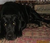 Фото в Домашние животные Вязка собак Крупный, крепкий кобель Лабрадора, для вязки. в Ставрополе 5 000