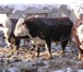 Foto в Домашние животные Другие животные Продаются 8 голов быков черно-пестрые 350-370 в Набережных Челнах 0