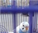 Foto в Домашние животные Птички Продается волнистый попугай,необычайно привлекательного в Таганроге 700