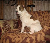 Фотография в Домашние животные Вязка собак ей 3 года в Магнитогорске 0