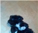 Ищу новый дом моей любимце ЛАКИ, Вам или Вашим родственникам может быть нужна собачка? черная с бел 64803  фото в Череповецке