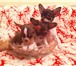 Три очаровательных щенка чихуахуа 1232497 Чихуахуа фото в Подольске