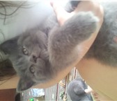 Продаю чистокровного шотландского котика 1901642 Скоттиш страйт фото в Ростове-на-Дону