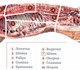 Предлагаем охлаждённую свинину 1-й катег