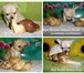 Изображение в Домашние животные Другие животные Питомник самых маленьких в Мире собачек - в Санкт-Петербурге 100
