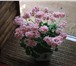 Фото в Домашние животные Растения Продаю комнатные растения на любой вкус и в Владимире 100
