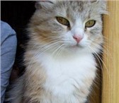 Foto в Домашние животные Потерянные Потерялась кошка в районе ВЕЛЬГИЯ -просьба в Боровичах 0