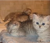 Продаю клубных шотландских котят: вислоухих (две кошечки и котик) и прямоухих ( кот и кошка) сереб 68835  фото в Москве