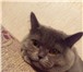 Фотография в Домашние животные Вязка Британский кот ждёт кошечку для вязки! Очень в Москве 1 000