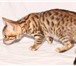 Продажа Бенгальских котят 1886106 Бенгальская фото в Саратове