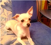 Foto в Домашние животные Вязка собак Порода: ЧихуахуаКобелёк, молодой, без опыта, в Томске 0