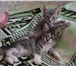 Фотография в Домашние животные Отдам даром Отдаю котят в хорошие руки.1.5 месяца к горшку в Волгограде 0