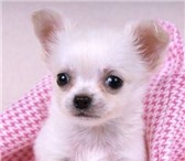 Продам хорошим людям очень красивого и милого щенка чихуахуа, Щенок маленький, абсолютно здоровый 66053  фото в Воронеже