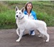 Белой овчарки(БШО) щенки, резервирование на октябрь, Идеальная собака-компаньон, золотая середина 67887  фото в Красноярске