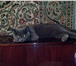 Изображение в Домашние животные Вязка Кот Алекс ищет кошку, восемь месяцев,.есть в Набережных Челнах 500