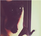 Фотография в Домашние животные Потерянные Пропал чёрненький котёнок в районе улицы в Великом Новгороде 0