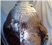 Фотография в Мебель и интерьер Антиквариат, предметы искусства Продам фигуру кобры из пищевой нержавеющей в Самаре 230 000