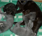 Отдаются котята в добрые руки от кошки черного цвета, Окрас серый, черный, сиамец, Возраст 1,5 меся 68961  фото в Уфе