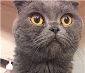 Фото в Домашние животные Вязка Вязка. Шотландский вислоухий кот, ждет кощечку в Стерлитамаке 500