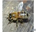 Изображение в Домашние животные Разное Пчелопакеты (2+2). Карпатка. Доставка в регионы в Новокузнецке 3 200